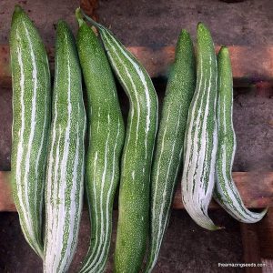 Snake Gourd /lb