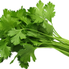Cilantro /pc