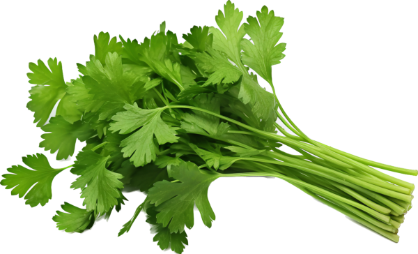 Cilantro /pc