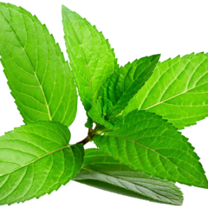 Mint Leaf /pc
