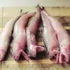 Marine Lines Bombay Duck 1.5lb(20pcs)